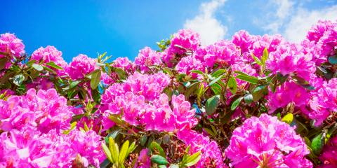 Titelbild für Rhododendronfest in den königlichen Parkanlagen Bad Elster